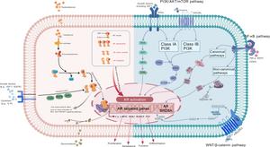 Figure 2. Androgen signaling pathway-centric crosstalk network in CRPC.