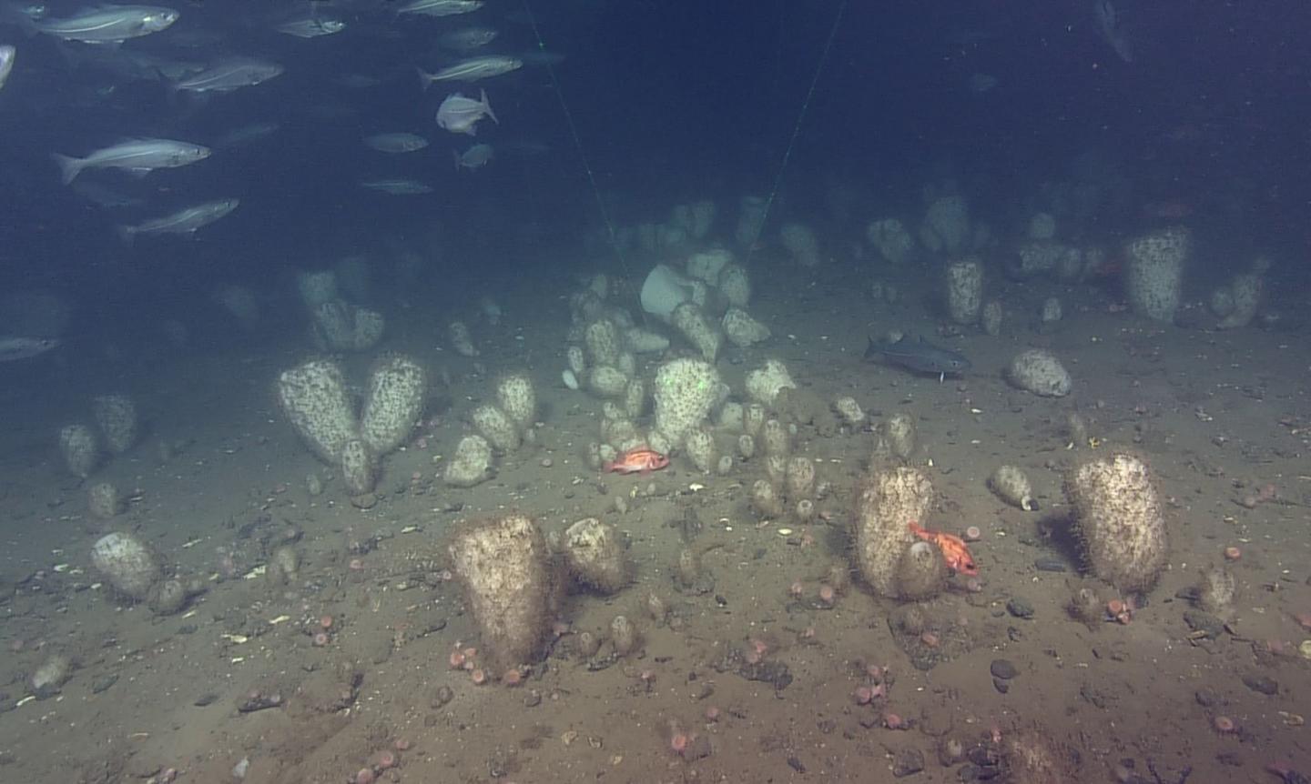Persistence of Glass Sponge