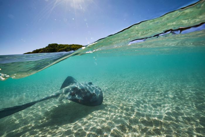 Stretching for more than 2,300 kilometres Great Barrier Reef is home to thousands of marine species.