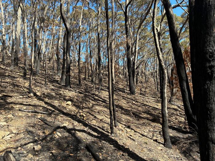 Wildlife deaths 'vanish' within days of prescribed burns