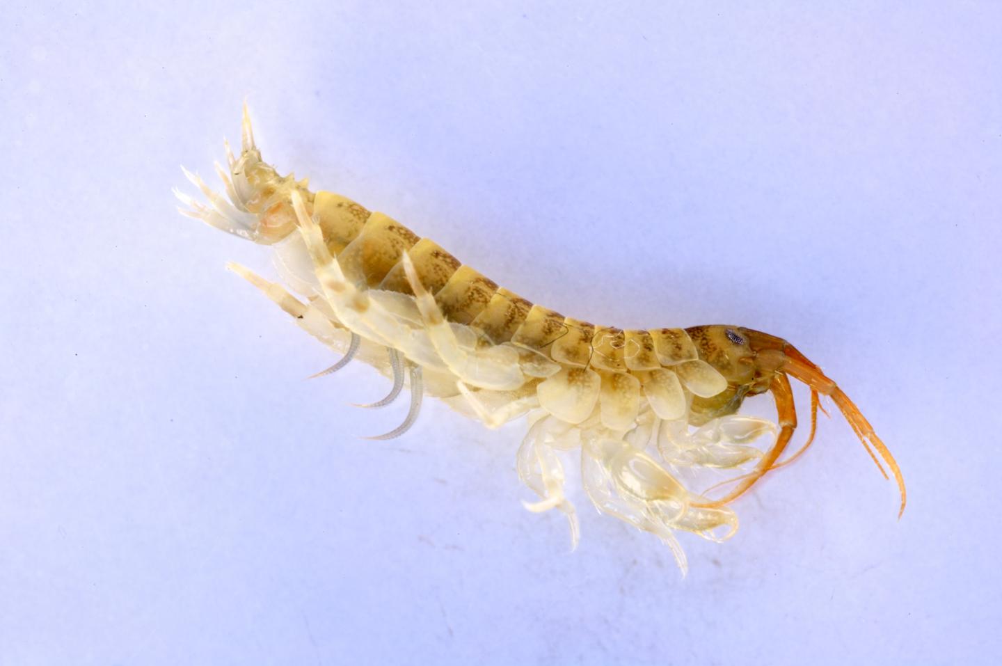 Killer Shrimp