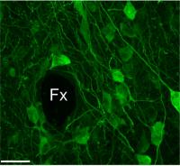 Genetically Defined Neurons