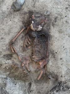 Mysterious scallop shells