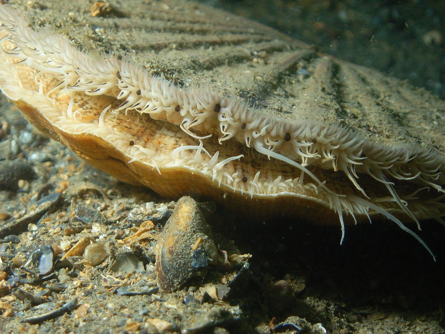 Scallop Eyes Mirror Reflecting Telescopes, With Sophisticated Optical Properties (