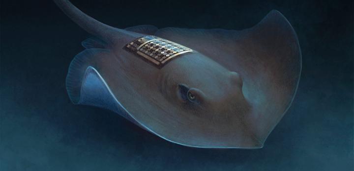 Marine Skin 1