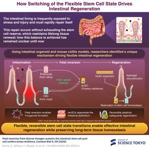How Switching of Flexible Stem Cell States Drives Intestinal Regeneration