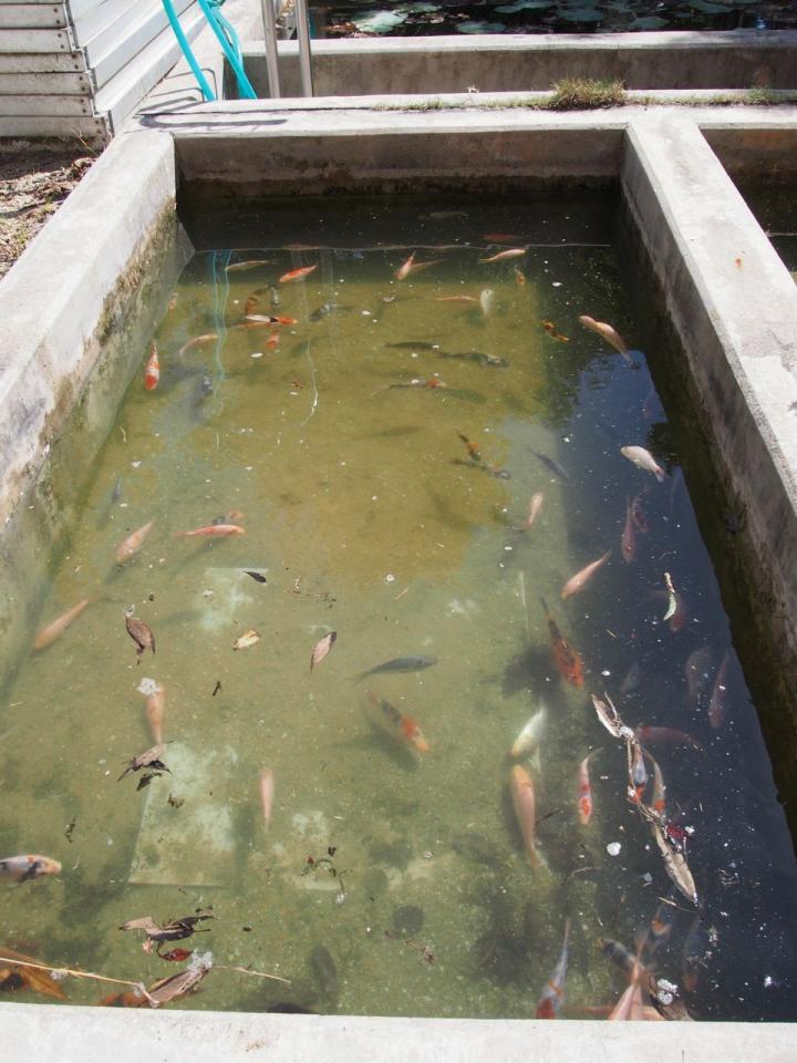 Mesocosm Experiment