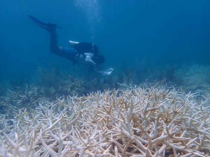 New AI model can assist with early warning for coral bleaching risk