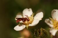 Native bee in Yosemite