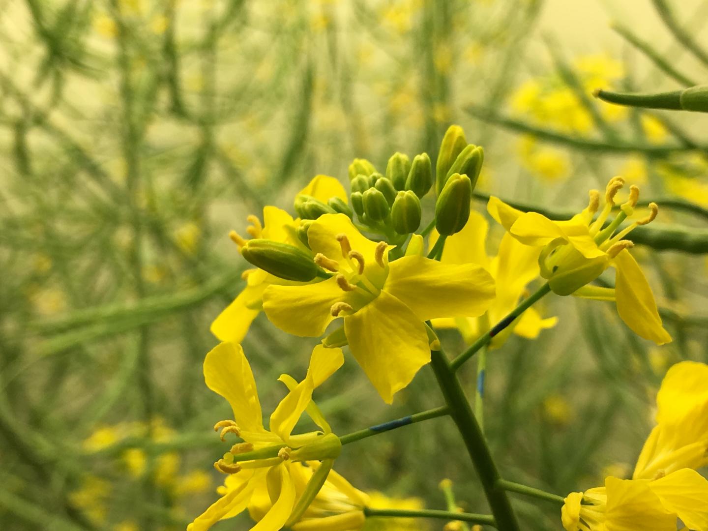 Canola Flower