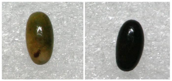Eggs produced after CRISPR/Cas9-mediated knockout of the Laccase2 (Lac2) gene (left) compared with wild-type eggs (right).