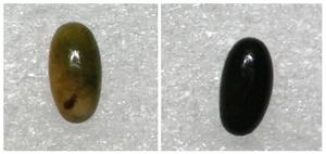 Eggs produced after CRISPR/Cas9-mediated knockout of the Laccase2 (Lac2) gene (left) compared with wild-type eggs (right).