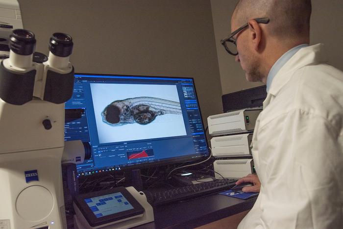 Dr. Jason Berman and zebrafish model