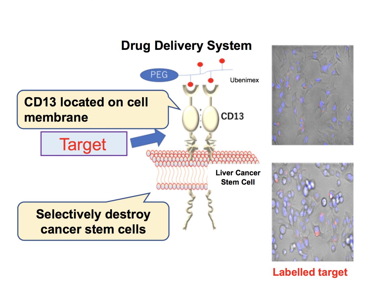 Fig. 1: Outline of the Drug Delivery System