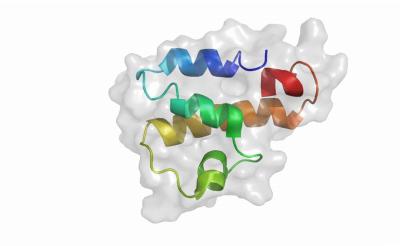 Immune System Can Hurt As Well As Help Fight Cancer