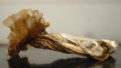 <I>Crassostrea virginica</I>