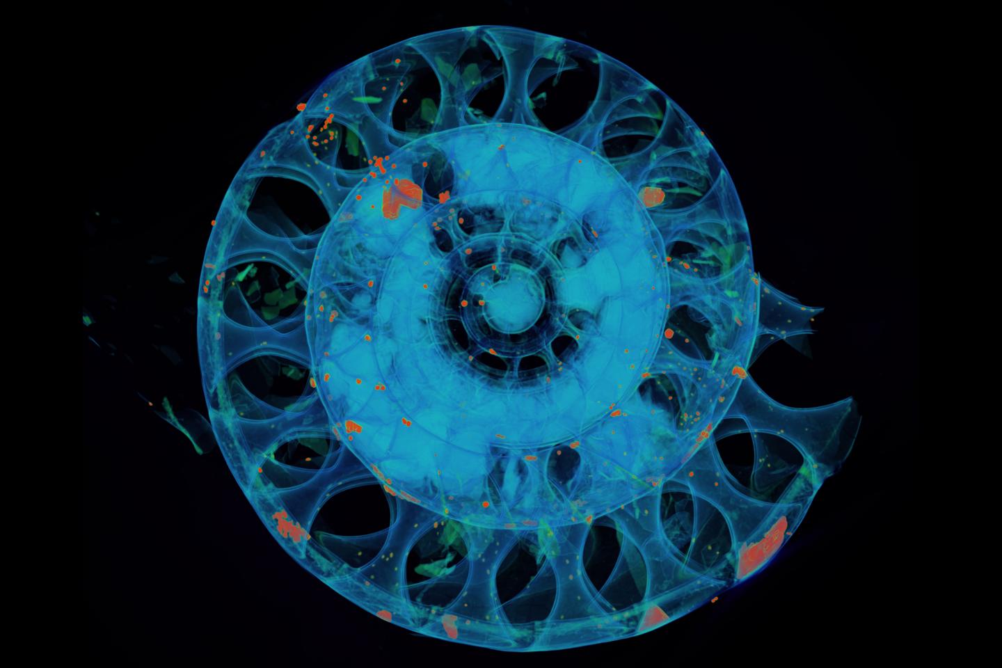 Fossil Ammonite