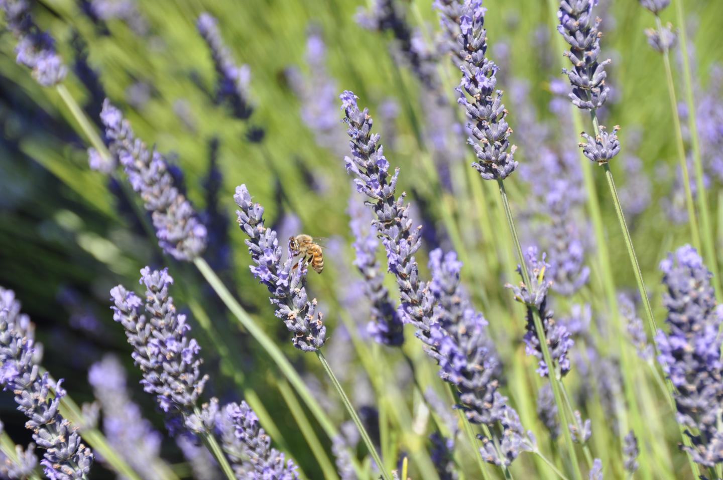 Purple Plant is on the Defensive