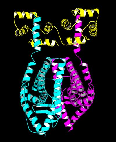 Estrogen Receptor and Calmodulin Structure