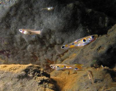 Guppies