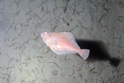 Pacific Sanddab