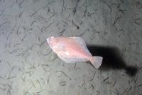 Pacific Sanddab