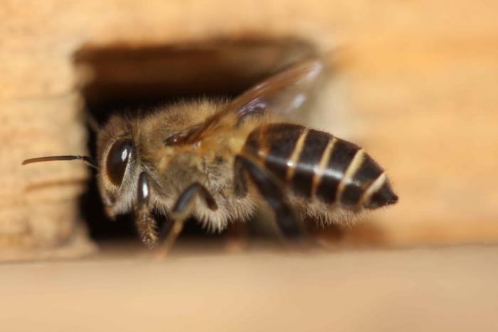 Asian honeybee