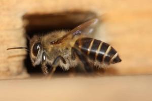 Asian honeybee
