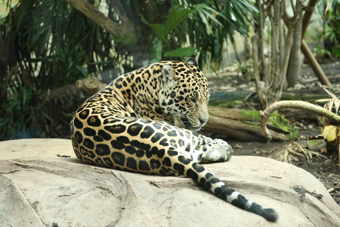 Jaguar.jpg