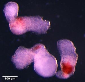 The self-organising embryo-like structures at day 14 of development