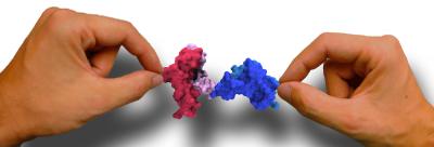 Grabbing a Single Molecule