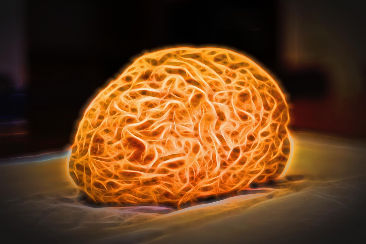 Human Brain