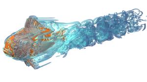 Computational fluid dynamics of anemonefish
