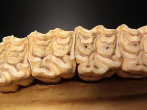 2. Teeth of horse
