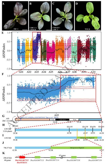 Fine mapping of the BraMYB114 gene in ‘ZBC’.