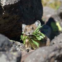 Pika Making Hay