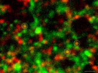 Silent Synapses