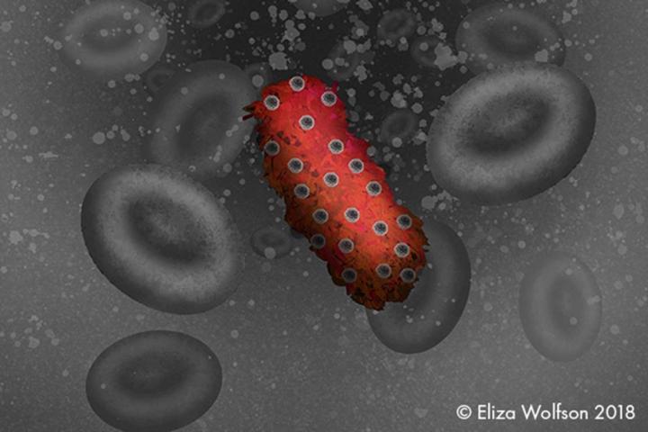 Abstract Salmonella