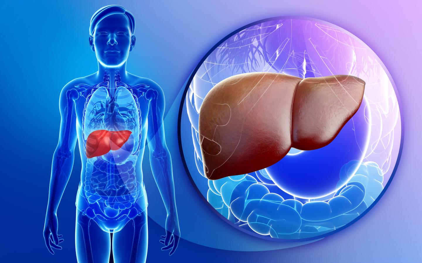Liver Transplant
