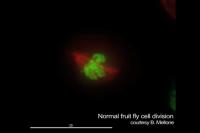 Cell Life, Cell Death