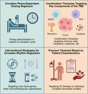 Circadian-Based Optimization of ICI Therapy