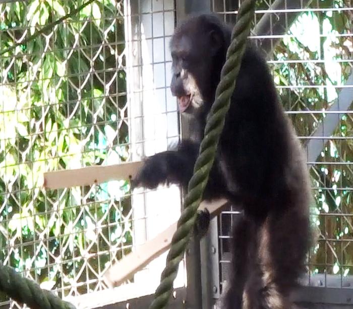 Chimpanzees can be multitalented musicians