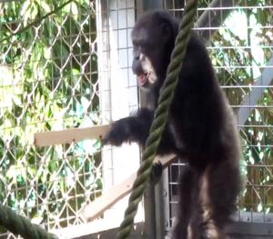 Chimpanzees can be multitalented musicians