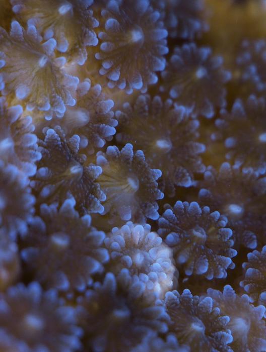O. patagonica polyps
