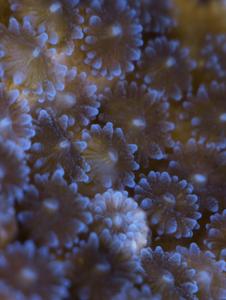 O. patagonica polyps