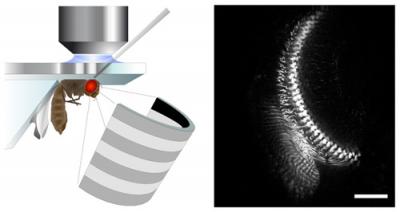 Peering Into a Fly's Brain