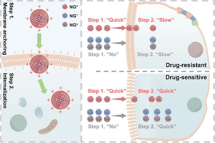 Electrostatic attraction-directed membrane anchoring as a universal tool to enhance nanocarrier uptake into drug-resistant cancer cells