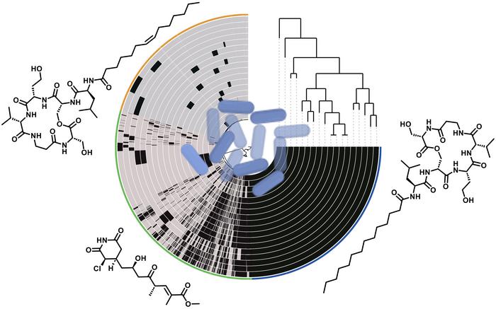 Pangenome analysis of Pseudomonas syringae strain