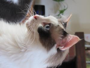 Cat owned by researcher