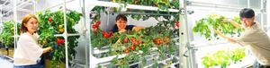 Researchers with LED-grown tomato plants